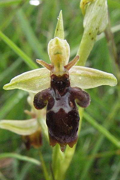 Ophrys insectifera x scolopax, F   Causse du Larzac 15.5.2007 