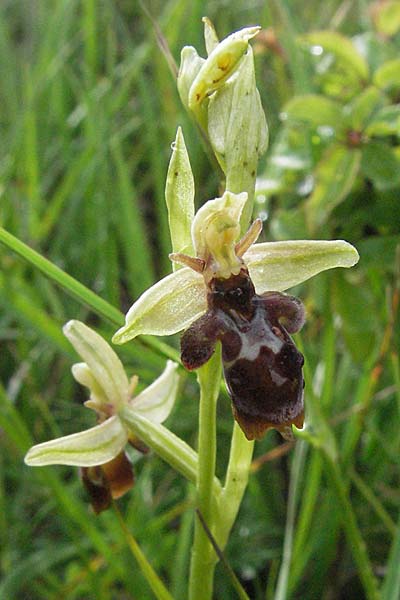 Ophrys insectifera x scolopax, F   Causse du Larzac 15.5.2007 