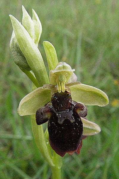 Ophrys insectifera x scolopax, F   Causse du Larzac 15.5.2007 