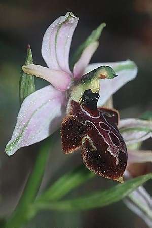 Ophrys incubacea x scolopax, F   S.Cyr-sur-Mer 30.4.2002 