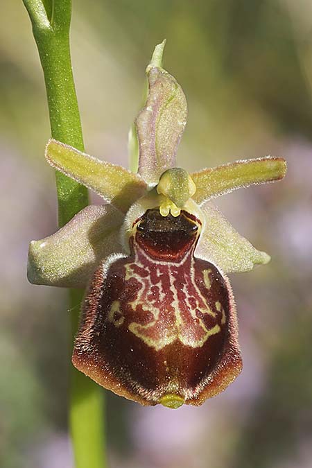 Ophrys linearis x garganica subsp. passionis, F   Martigues 4.4.2024 (Photo: Helmut Presser)