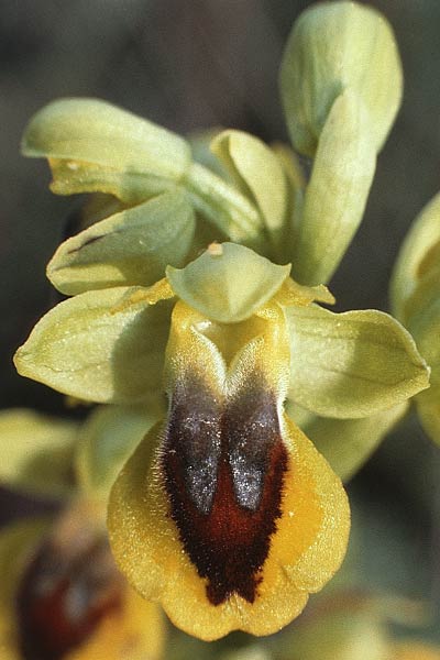 Ophrys lutea \ Gelbe Ragwurz / Yellow Bee Orchid, F  Montagne de la Clape 3.5.1988 