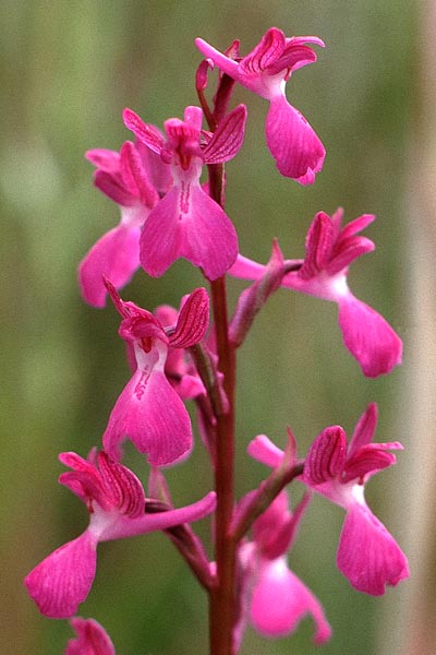 Anacamptis laxiflora x picta, F   Maures, La Garde Freinet 20.5.1990 