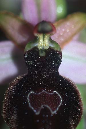 Ophrys magniflora \ Großblütige Ragwurz, F  Corbières, Arquettes-en-Val 27.5.2005 