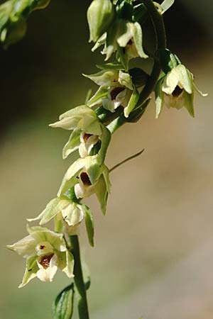 Epipactis muelleri \ Müllers Ständelwurz / Mueller's Helleborine, F  La Mure 22.6.2003 