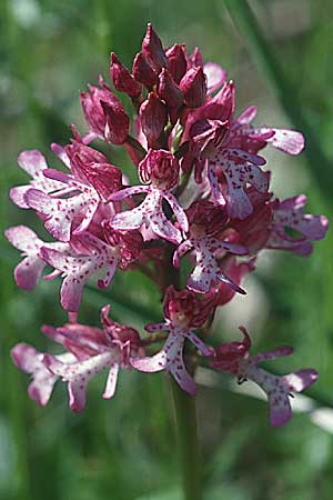 Orchis militaris x purpurea, F   Lothringen/Lorraine 16.5.1998 