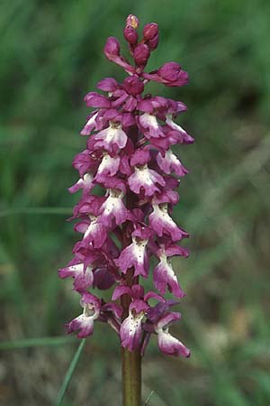 Orchis mascula x pallens, F   Vercors 25.5.2005 