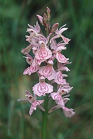 Dactylorhiza maculata x sambucina, F   Mont Aigoual 25.5.2002 