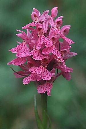 Dactylorhiza maculata x sambucina, F   Mont Aigoual 25.5.2002 
