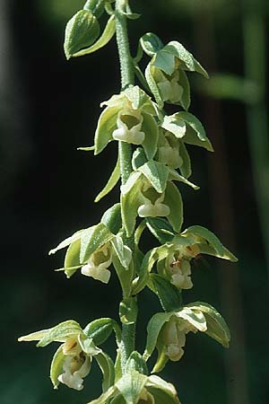 Epipactis neglecta subsp. neglecta \ Übersehene Ständelwurz / Neglected Helleborine, F  Jura, Jougne 27.7.2001 