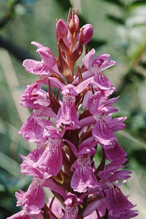 Dactylorhiza occitanica \ Occitanische Fingerwurz, Occitanisches Knabenkraut / Occitanian Orchid, F  Mas de Londres 22.5.1998 