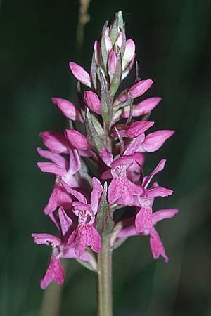 Dactylorhiza occitanica \ Occitanische Fingerwurz, Occitanisches Knabenkraut / Occitanian Orchid (?), F  Belgentier 18.5.2002 