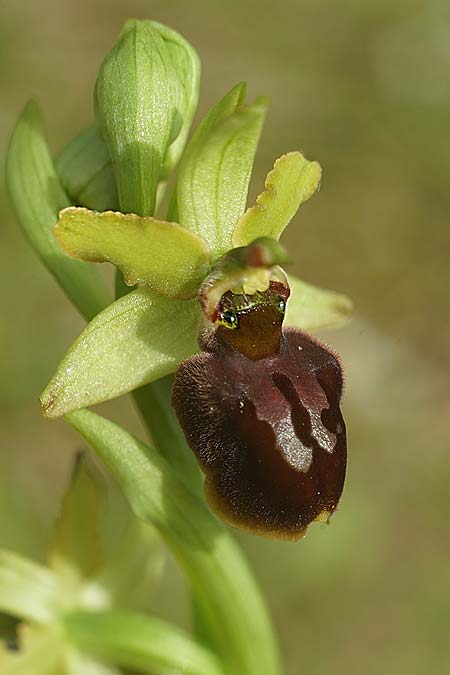 Ophrys suboccidentalis subsp. olonae / Olonne Spider Orchid, F  Noirmoutier 16.3.2023 (Photo: Helmut Presser)