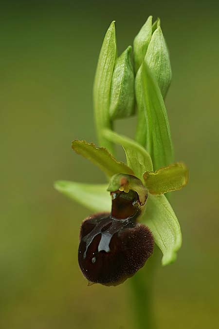 Ophrys suboccidentalis subsp. olonae / Olonne Spider Orchid, F  Noirmoutier 16.3.2023 (Photo: Helmut Presser)