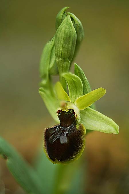 Ophrys suboccidentalis subsp. olonae / Olonne Spider Orchid, F  Noirmoutier 16.3.2023 (Photo: Helmut Presser)