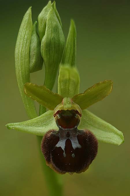 Ophrys suboccidentalis subsp. olonae / Olonne Spider Orchid, F  Noirmoutier 16.3.2023 (Photo: Helmut Presser)