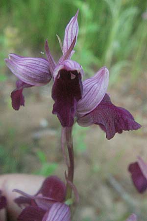 Anacamptis picta x Serapias cordigera, F   Maures, Les Mayons 12.5.2007 