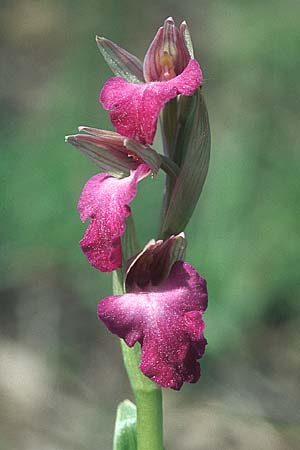 Anacamptis picta x Serapias neglecta, F   Maures, Les Mayons 29.4.2005 