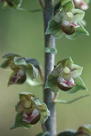 Epipactis kleinii \ Kleinblütige Ständelwurz / Small-flowered Helleborine, F  Pyrenäen/Pyrenees, Montbolo 4.6.2001 