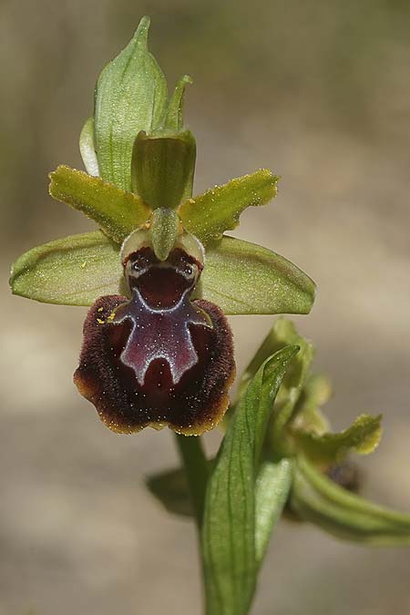 Ophrys garganica subsp. passionis x provincialis, F   Chaine du l'Estaque 22.3.2024 (Photo: Helmut Presser)
