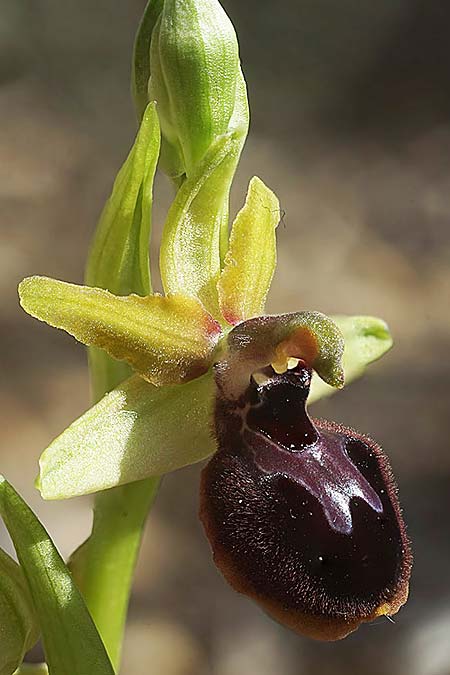 Ophrys garganica subsp. passionis x provincialis, F   Martigues 4.4.2024 (Photo: Helmut Presser)
