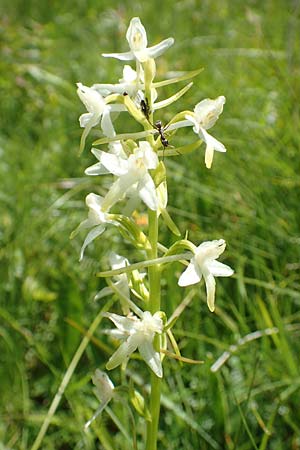 Platanthera bifolia \ Zweiblättrige Waldhyazinthe, Weiße Waldhyazinthe / Lesser Butterfly Orchid, F  Vogesen/Vosges, Grand Ballon 2.7.2018 