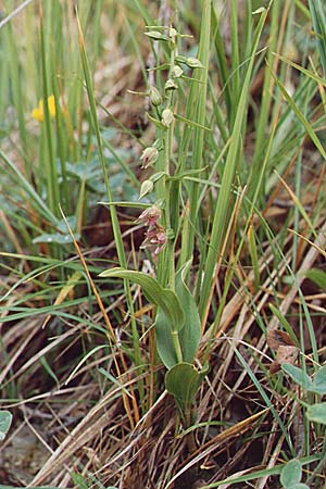 Epipactis placentina / Piacenza Helleborine, F  Allevard 28.6.1998 