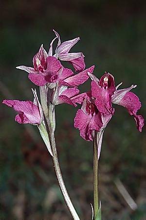Anacamptis picta x Serapias neglecta, F   Maures, Les Mayons 28.4.2002 