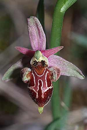 Ophrys provincialis x scolopax, F   Le Cannet-des-Maures 15.4.2001 