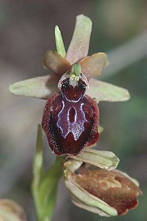 Ophrys provincialis x splendida, F   Maures, Vidauban 28.4.2002 
