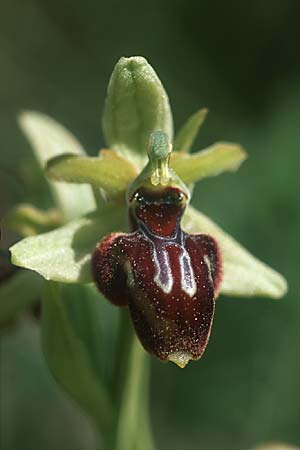 Ophrys garganica subsp. passionis x scolopax, F   Causse du Larzac 5.6.2004 