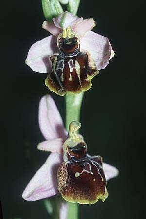 Ophrys linearis x splendida, F   Chaine du l'Estaque 1.5.2005 