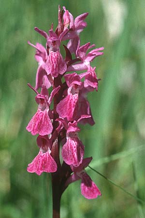 Dactylorhiza Hybrid-Population Reallon, F  Briancon 29.6.2001 