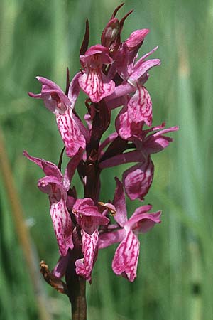 Dactylorhiza Hybrid-Population Reallon, F  Briancon 29.6.2001 