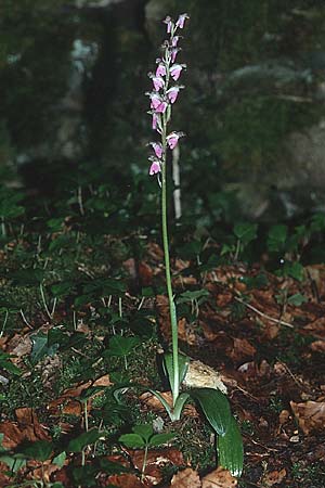Orchis spitzelii / Spitzel's Orchid, F  Jura, Lac de Vernois 15.6.2001 