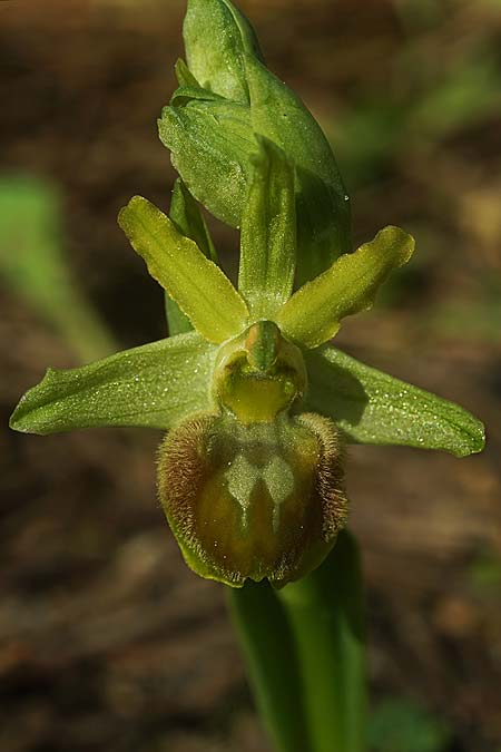 Ophrys suboccidentalis \ Spinnenähnliche Ragwurz / False Spider Orchid, F  Noirmoutier 16.3.2023 (Photo: Helmut Presser)
