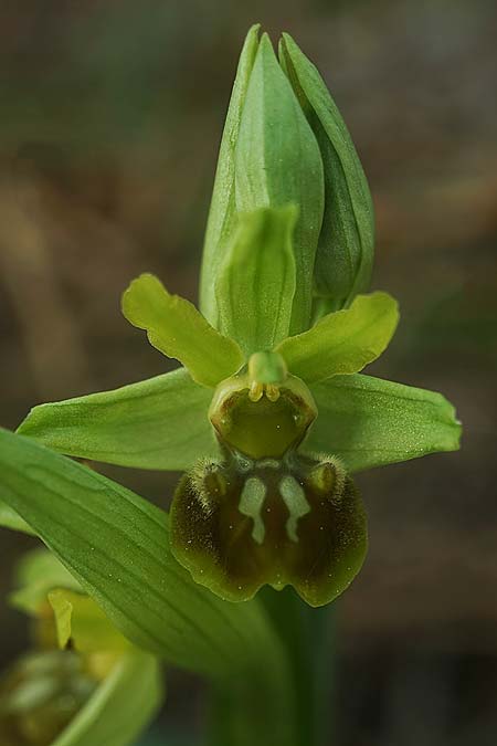 Ophrys suboccidentalis \ Spinnenähnliche Ragwurz / False Spider Orchid, F  Noirmoutier 16.3.2023 (Photo: Helmut Presser)