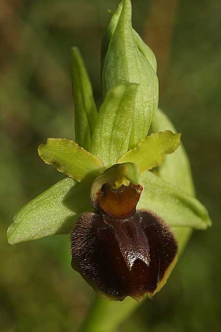 Ophrys suboccidentalis \ Spinnenähnliche Ragwurz / False Spider Orchid, F  Noirmoutier 17.3.2023 (Photo: Helmut Presser)