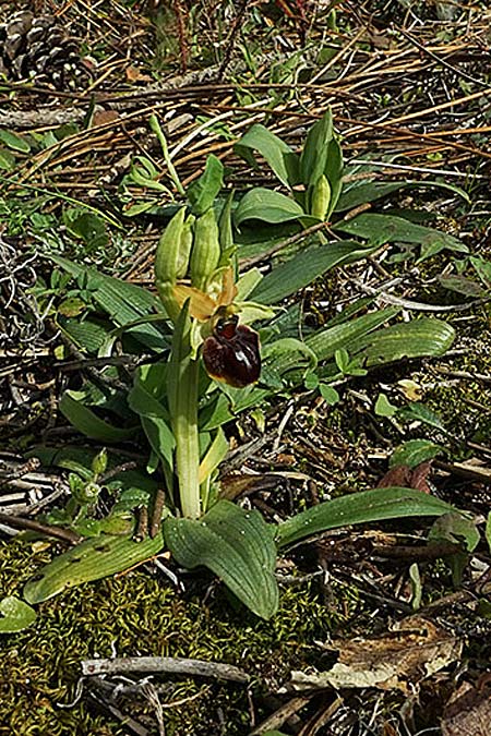 Ophrys suboccidentalis \ Spinnenähnliche Ragwurz / False Spider Orchid, F  Noirmoutier 16.3.2023 (Photo: Helmut Presser)