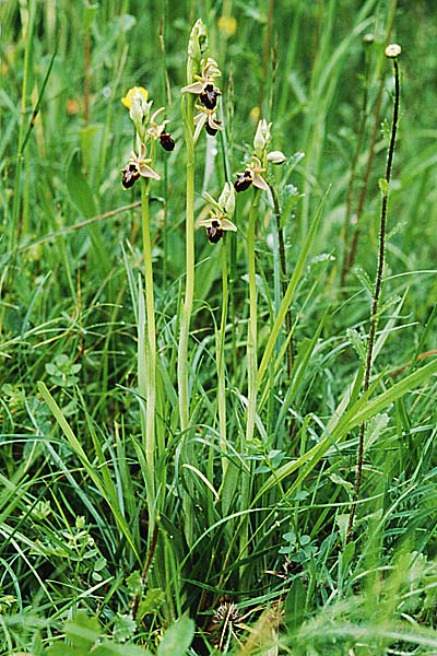 Ophrys scolopax x sphegodes, F   Charente Vars 28.4.2001 