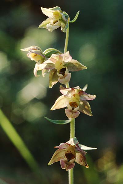 Epipactis tremolsii / Tremols' Helleborine, F  Rochefort-en-Valdaine 30.6.1998 
