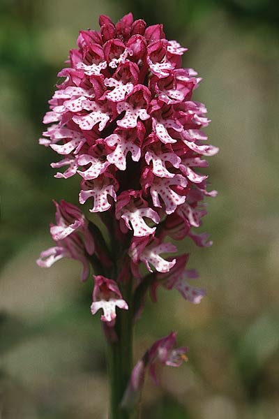 Neotinea tridentata x ustulata, F   Dept. Drome 24.5.1998 