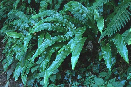 Asplenium scolopendrium / Hart's-tongue, GB Culbone 4.7.1997