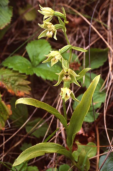 Epipactis phyllanthes var. cambrensis \ Walisische Grünblütige Ständelwurz / Welsh Green-flowered Helleborine, GB  South Wales, Kenfig 6.8.2004 (Photo: John Spencer)