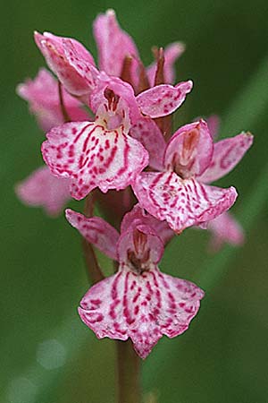 Dactylorhiza ericetorum x purpurella, GB   Cumbria Carlisle 19.6.1999 