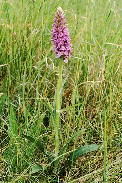 Dactylorhiza fuchsii x purpurella, GB   Hartlepool 19.6.1999 