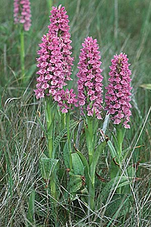 Dactylorhiza fuchsii x purpurella, GB   County Durham 19.6.1999 