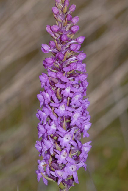 Gymnadenia conopsea subsp. densiflora \ Dichtblütige Händelwurz, GB  South Wales, Kenfig 29.6.2009 (Photo: Michael J. Clark)