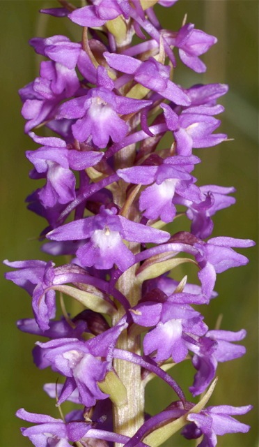 Gymnadenia conopsea subsp. densiflora \ Dichtblütige Händelwurz, GB  South Wales, Kenfig 29.6.2009 (Photo: Michael J. Clark)