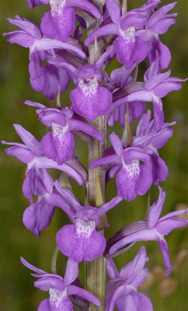 Dactylorhiza praetermissa x Gymnadenia conopsea subsp. densiflora, GB   South Wales, Kenfig 29.6.2009 (Photo: Michael J. Clark)